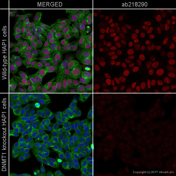 Immunocytochemistry/ Immunofluorescence - Alexa Fluor® 594 Anti-Dnmt1 antibody [EPR18453] (AB218290)