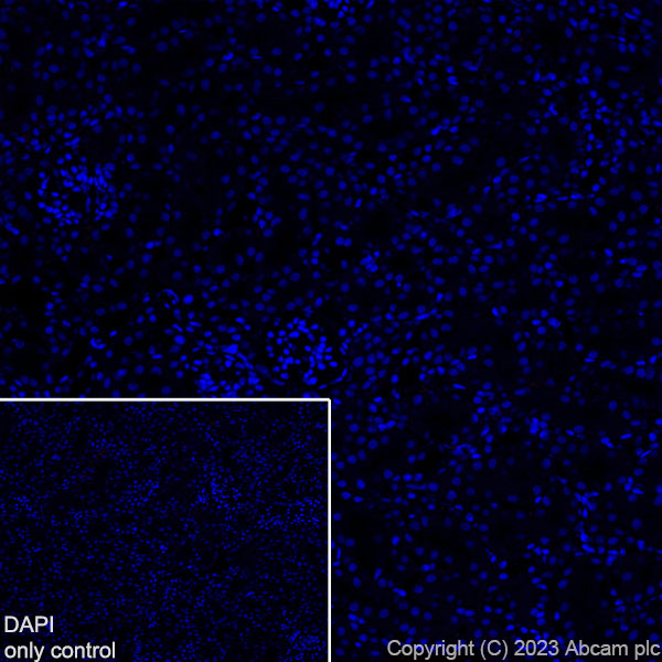 Immunohistochemistry (Frozen sections) - Alexa Fluor® 594 Anti-EAAT2 antibody [EPR19798] (AB313821), expandable thumbnail