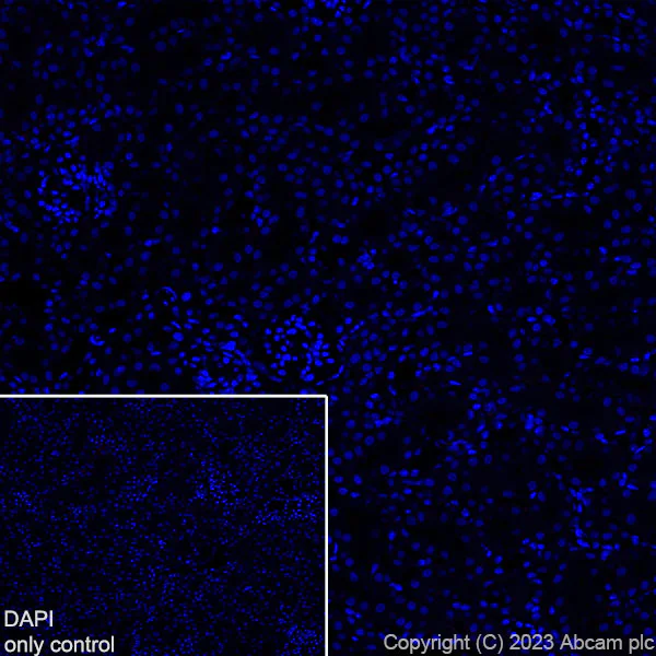 Immunohistochemistry (Frozen sections) - Alexa Fluor® 594 Anti-EAAT2 antibody [EPR19798] (AB313821)