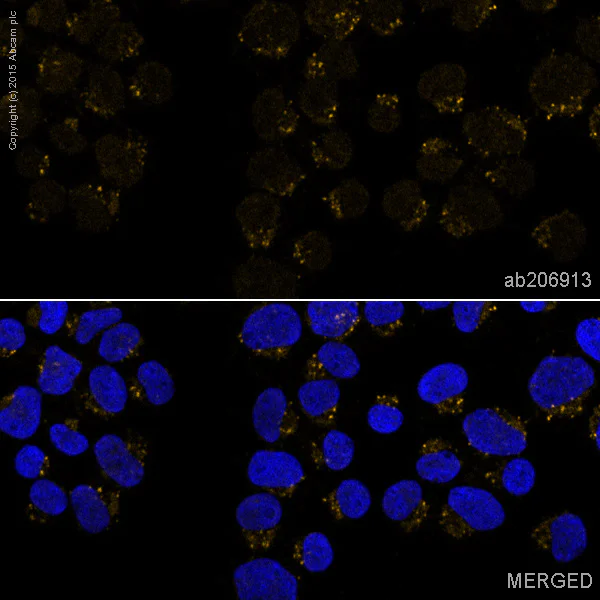 Immunocytochemistry/ Immunofluorescence - Alexa Fluor® 594 Anti-EEA1 antibody [EPR4245] - Early Endosome Marker (AB206913)