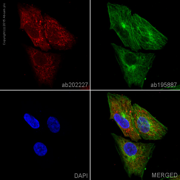 Immunocytochemistry/ Immunofluorescence - Alexa Fluor® 594 Anti-ENO1 + ENO2 + ENO3 antibody [EPR3377] - Neuronal Marker (AB202227), expandable thumbnail