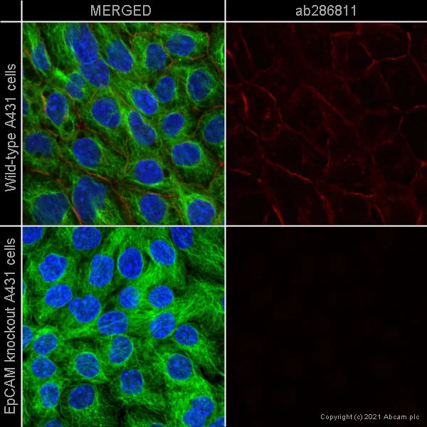 Immunocytochemistry/ Immunofluorescence - Alexa Fluor® 594 Anti-EpCAM antibody [EPR20532-225] (AB286811)