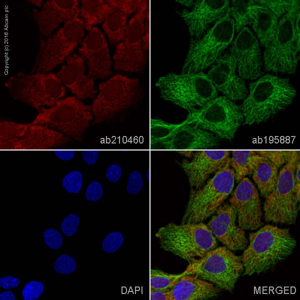Immunocytochemistry/ Immunofluorescence - Alexa Fluor® 594 Anti-ERK1 + ERK2 antibody [EPR17526] (AB210460), expandable thumbnail