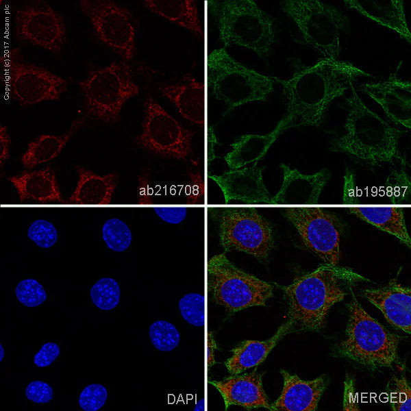 Immunocytochemistry/ Immunofluorescence - Alexa Fluor® 594 Anti-FABP4 antibody [EPR3579] (AB216708)