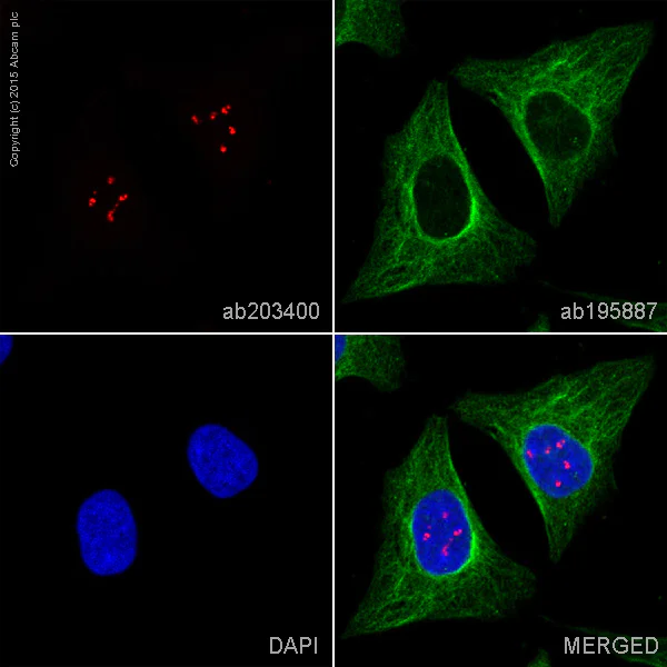 Immunocytochemistry/ Immunofluorescence - Alexa Fluor® 594 Anti-Fibrillarin+Fibrillarin-like protein 1 antibody [EPR10823(B)]-Nucleolar Marker (AB203400)