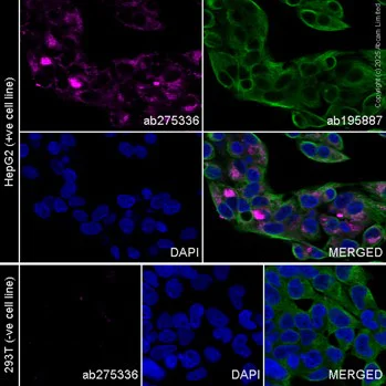 Immunocytochemistry/ Immunofluorescence - Alexa Fluor® 594 Anti-Fibronectin antibody [F1] (AB275336)