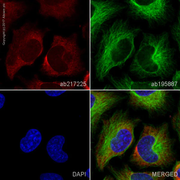 Immunocytochemistry/ Immunofluorescence - Alexa Fluor® 594 Anti-G3BP antibody [EPR13986(B)] (AB217225)
