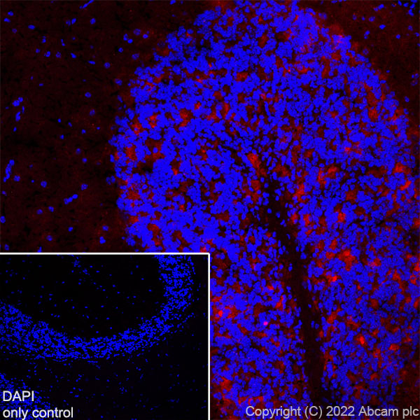 Immunohistochemistry (Frozen sections) - Alexa Fluor® 594 Anti-GAD65 antibody [EPR22952-70] (AB302656), expandable thumbnail