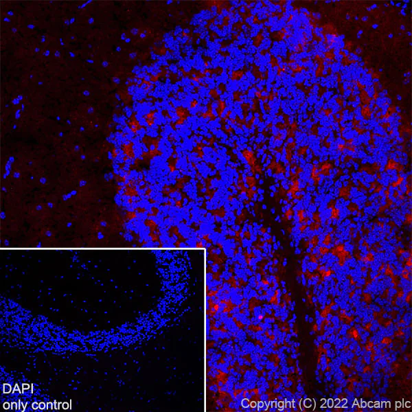 Immunohistochemistry (Frozen sections) - Alexa Fluor® 594 Anti-GAD65 antibody [EPR22952-70] (AB302656)