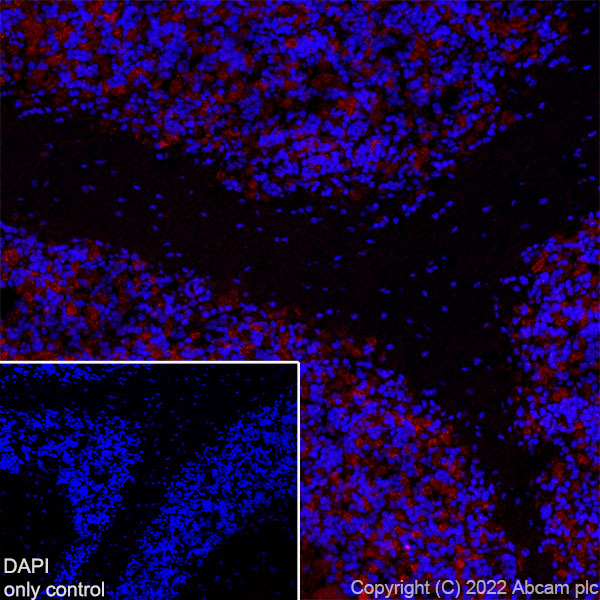 Immunohistochemistry (Frozen sections) - Alexa Fluor® 594 Anti-GAD65 antibody [EPR22952-70] (AB302656), expandable thumbnail