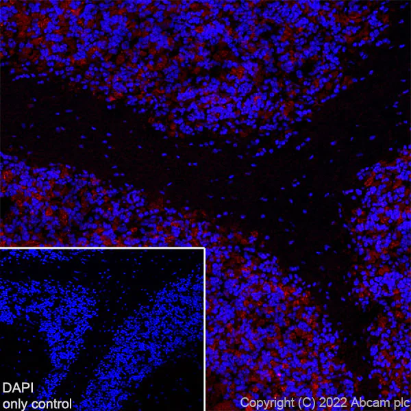 Immunohistochemistry (Frozen sections) - Alexa Fluor® 594 Anti-GAD65 antibody [EPR22952-70] (AB302656)