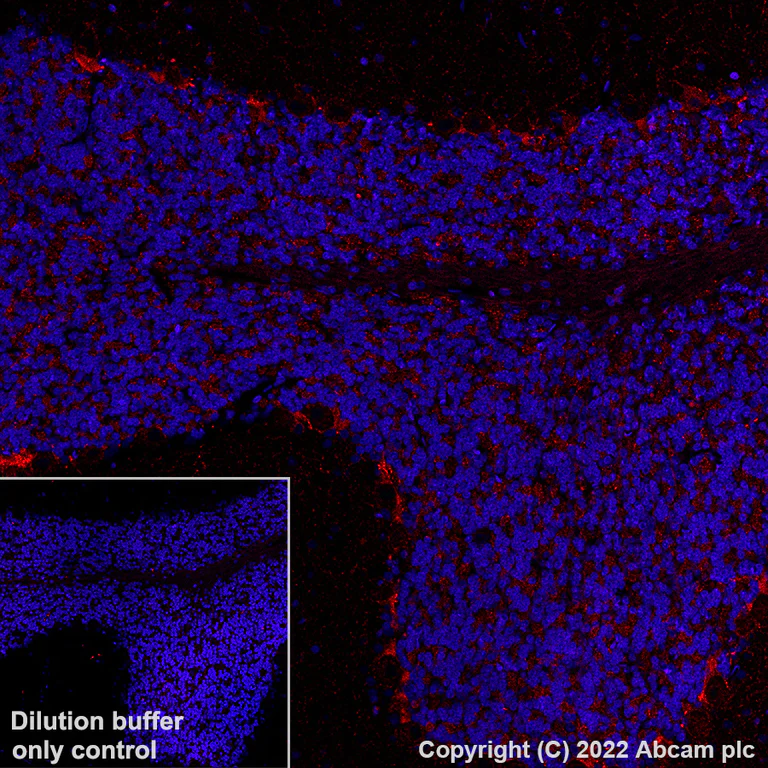 Immunohistochemistry (Formalin/PFA-fixed paraffin-embedded sections) - Alexa Fluor® 594 Anti-GAD67/GAD1 antibody [EPR20578] (AB306573)