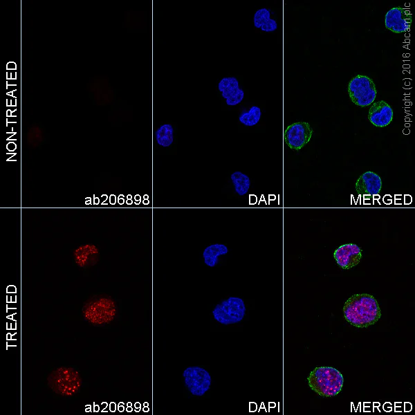 Immunocytochemistry/ Immunofluorescence - Alexa Fluor® 594 Anti-gamma H2A.X (phospho S139) antibody [EP854(2)Y] (AB206898)