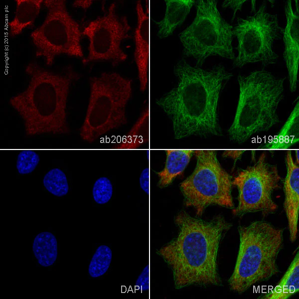 Immunocytochemistry/ Immunofluorescence - Alexa Fluor® 594 Anti-GAPDH antibody [EPR16884] (AB206373)