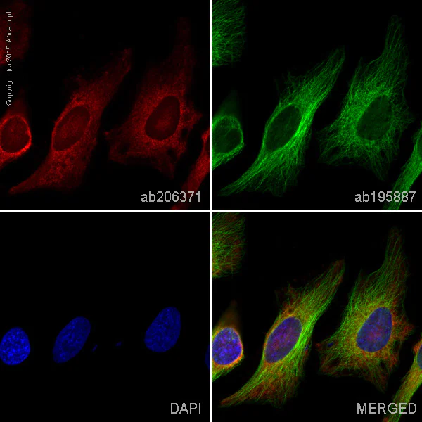 Immunocytochemistry/ Immunofluorescence - Alexa Fluor® 594 Anti-GAPDH antibody [EPR16891] (AB206371)