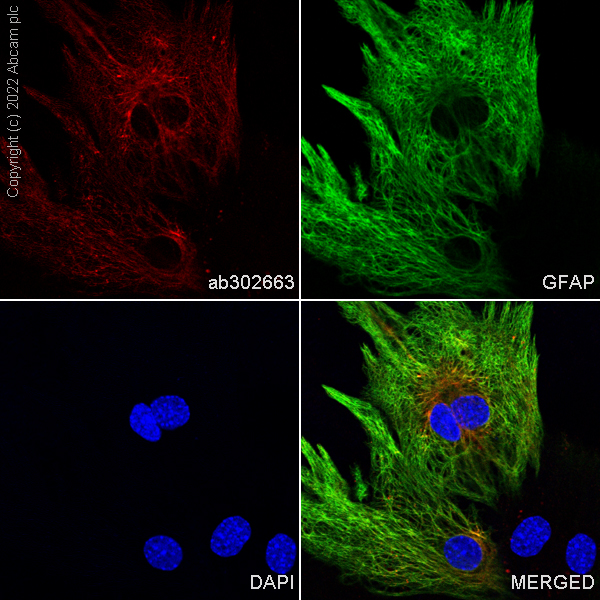 Immunocytochemistry/ Immunofluorescence - Alexa Fluor® 594 Anti-GFAP antibody [EP672Y] - Astrocyte Marker (AB302663), expandable thumbnail