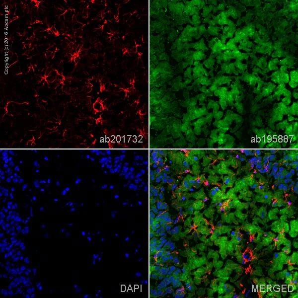 Immunohistochemistry (Frozen sections) - Alexa Fluor® 594 Anti-GFAP antibody [EPR1034Y] - Astrocyte Marker (AB201732)