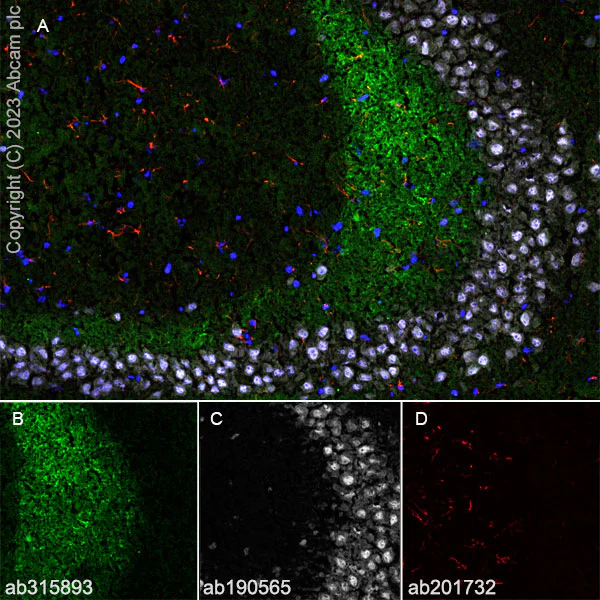 Immunohistochemistry (Frozen sections) - Alexa Fluor® 594 Anti-GFAP antibody [EPR1034Y] - Astrocyte Marker (AB201732)