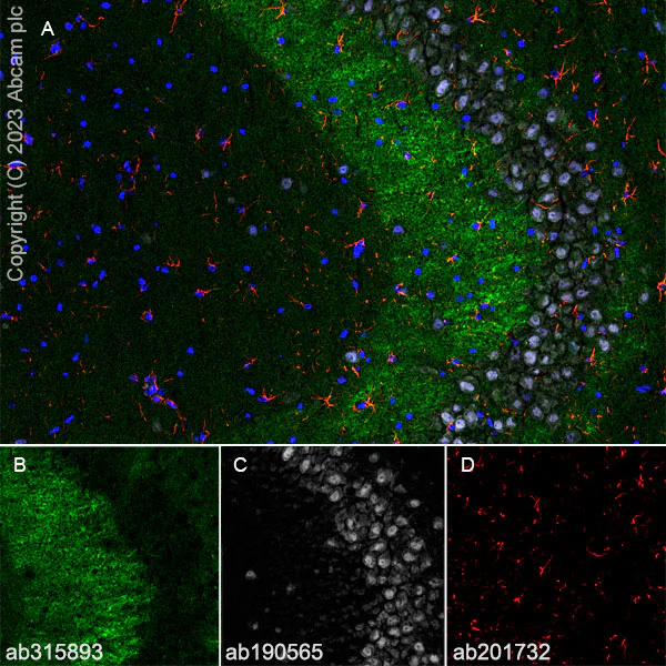 Immunohistochemistry (Frozen sections) - Alexa Fluor® 594 Anti-GFAP antibody [EPR1034Y] - Astrocyte Marker (AB201732)