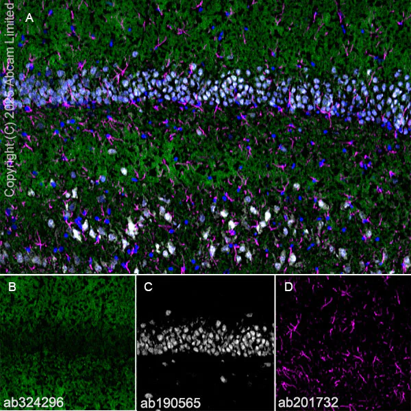 Immunohistochemistry (Frozen sections) - Alexa Fluor® 594 Anti-GFAP antibody [EPR1034Y] - Astrocyte Marker (AB201732)