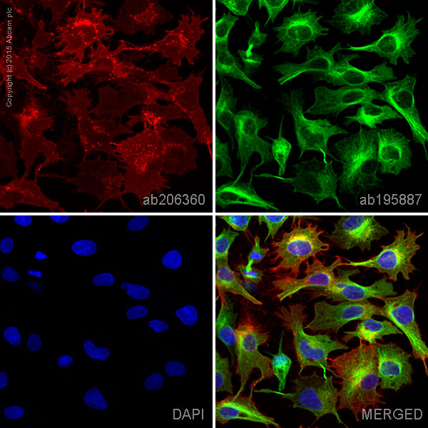 Immunocytochemistry/ Immunofluorescence - Alexa Fluor® 594 Anti-Glucose Transporter GLUT1 antibody [EPR3915] (AB206360), expandable thumbnail