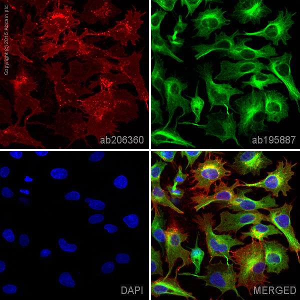 Immunocytochemistry/ Immunofluorescence - Alexa Fluor® 594 Anti-Glucose Transporter GLUT1 antibody [EPR3915] (AB206360)