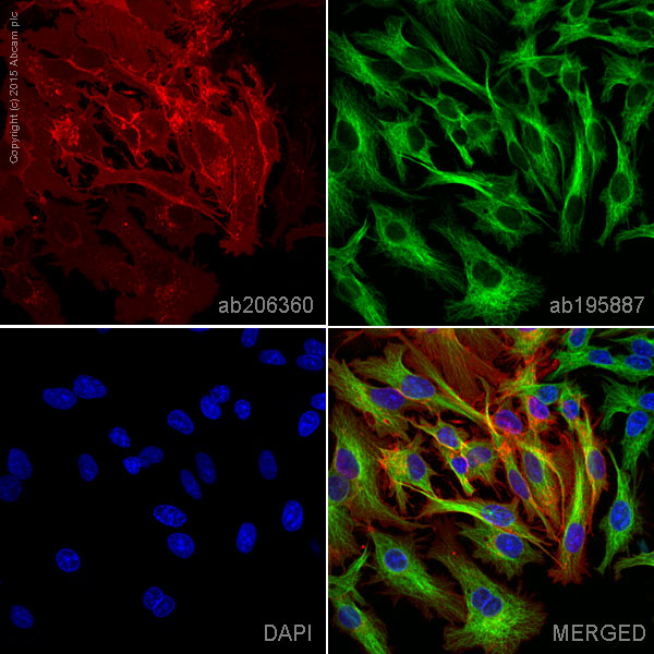 Immunocytochemistry/ Immunofluorescence - Alexa Fluor® 594 Anti-Glucose Transporter GLUT1 antibody [EPR3915] (AB206360), expandable thumbnail