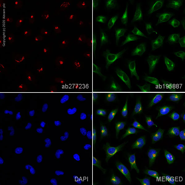 Immunocytochemistry/ Immunofluorescence - Alexa Fluor® 594 Anti-GM130 antibody [EP892Y] - cis-Golgi Marker (AB277236)