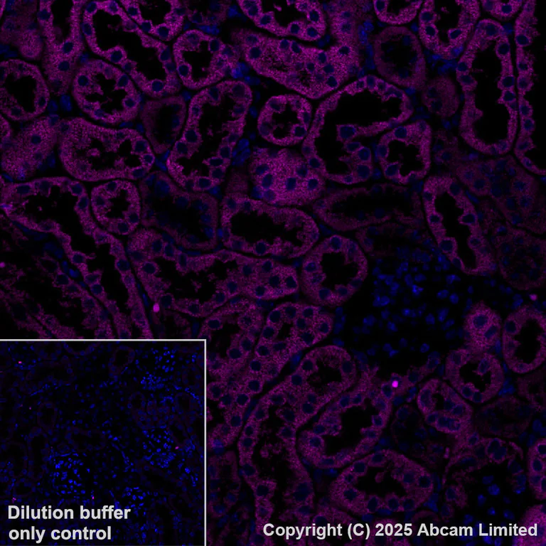 Immunohistochemistry (Formalin/PFA-fixed paraffin-embedded sections) - Alexa Fluor® 594 Anti-Grp75/MOT antibody [EPR29618-542] (AB324153)