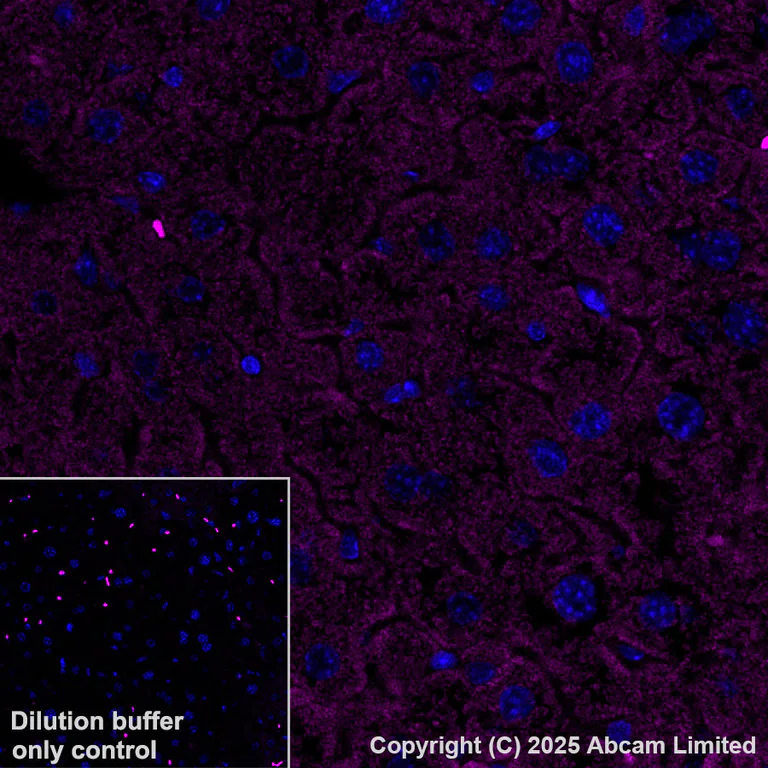 Immunohistochemistry (Formalin/PFA-fixed paraffin-embedded sections) - Alexa Fluor® 594 Anti-Grp75/MOT antibody [EPR29618-542] (AB324153)