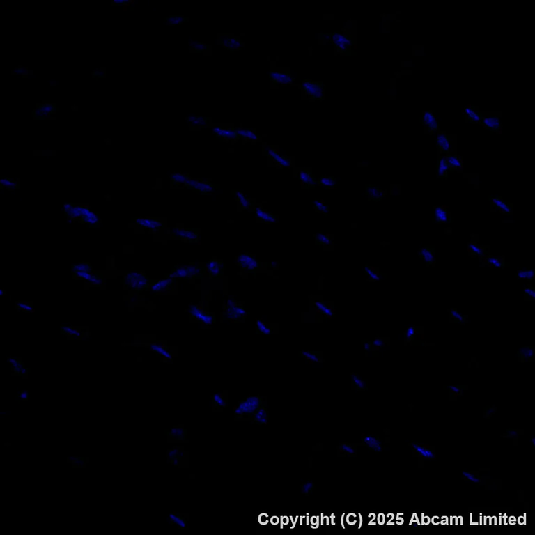 Immunohistochemistry (Formalin/PFA-fixed paraffin-embedded sections) - Alexa Fluor® 594 Anti-Grp75/MOT antibody [EPR29618-542] (AB324153)