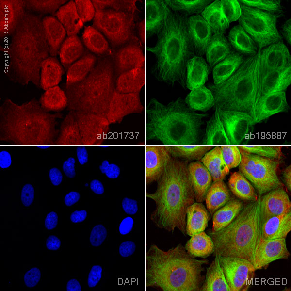 Immunocytochemistry/ Immunofluorescence - Alexa Fluor® 594 Anti-GSK3 beta antibody [Y174] (AB201737)