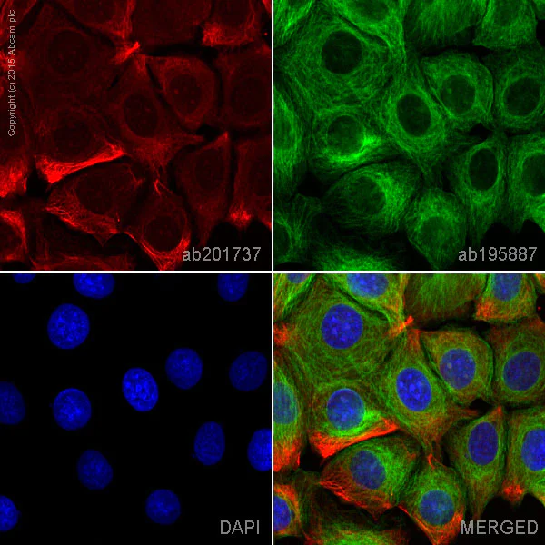 Immunocytochemistry/ Immunofluorescence - Alexa Fluor® 594 Anti-GSK3 beta antibody [Y174] (AB201737)