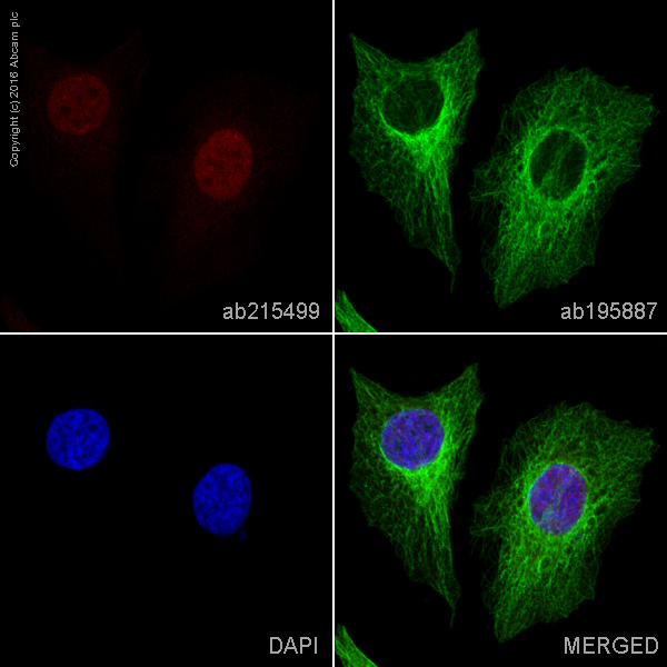 Immunocytochemistry/ Immunofluorescence - Alexa Fluor® 594 Anti-HDAC6 antibody [EPR1698(2)] (AB215499), expandable thumbnail