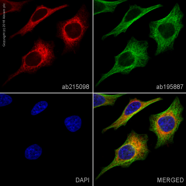 Immunocytochemistry/ Immunofluorescence - Alexa Fluor® 594 Anti-Heme Oxygenase 1 antibody [EPR1390Y] (AB215098), expandable thumbnail