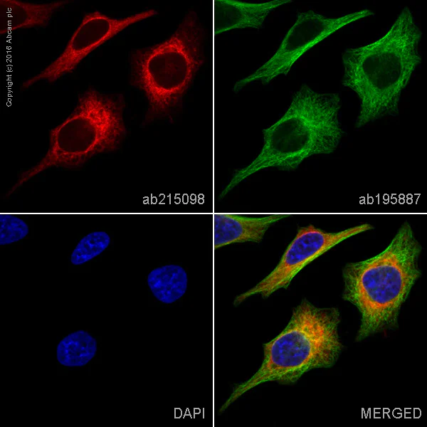 Immunocytochemistry/ Immunofluorescence - Alexa Fluor® 594 Anti-Heme Oxygenase 1 antibody [EPR1390Y] (AB215098)