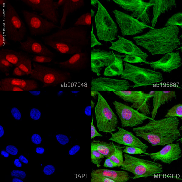 Immunocytochemistry/ Immunofluorescence - Alexa Fluor® 594 Anti-Hes1 antibody [EPR4226] (AB207048)
