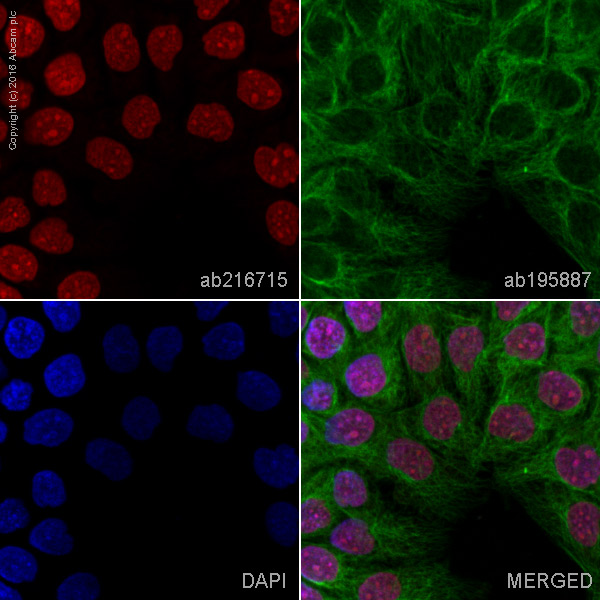 Immunocytochemistry/ Immunofluorescence - Alexa Fluor® 594 Anti-Histone H1.0 antibody [EPR6537] (AB216715), expandable thumbnail