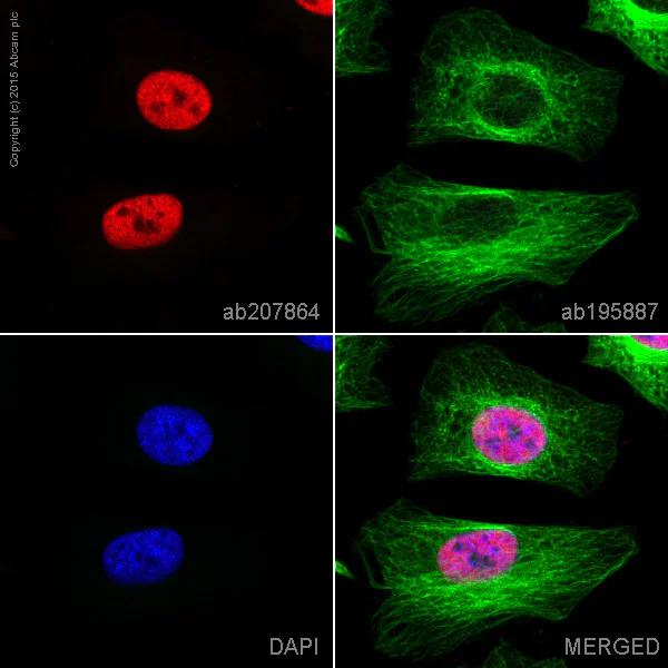 Immunocytochemistry/ Immunofluorescence - Alexa Fluor® 594 Anti-Histone H3 (di methyl K4) antibody [Y47] (AB207864)