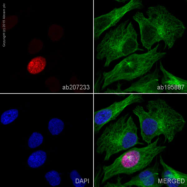 Immunocytochemistry/ Immunofluorescence - Alexa Fluor® 594 Anti-Histone H3 (phospho S10 + T11) antibody [E173] (AB207233)