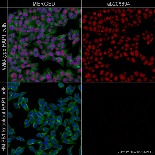 Immunocytochemistry/ Immunofluorescence - Alexa Fluor® 594 Anti-HMGB1 antibody [EPR3507] (AB206894), expandable thumbnail