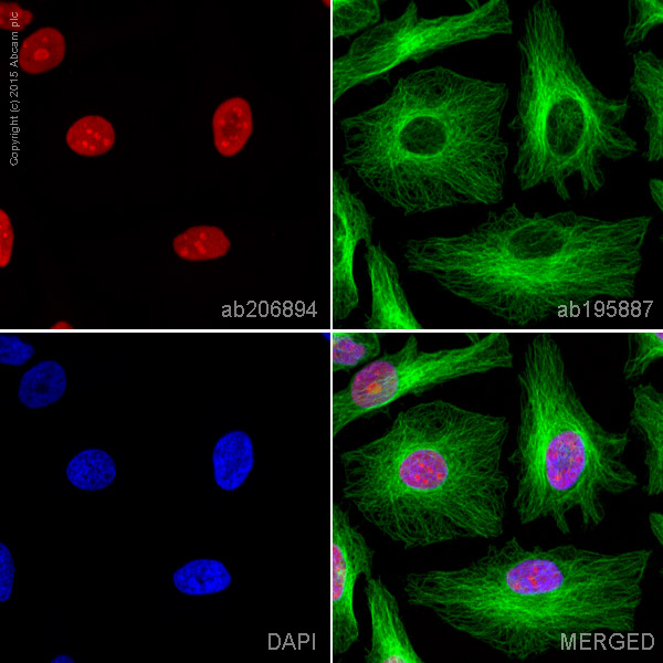 Immunocytochemistry/ Immunofluorescence - Alexa Fluor® 594 Anti-HMGB1 antibody [EPR3507] (AB206894), expandable thumbnail