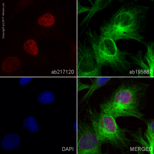 Immunocytochemistry/ Immunofluorescence - Alexa Fluor® 594 Anti-HNF-4-alpha antibody [EPR16786] - N-terminal (AB217120)