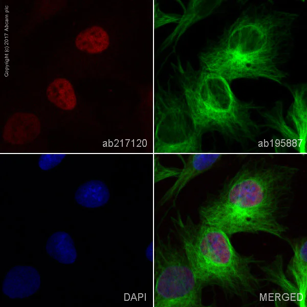 Immunocytochemistry/ Immunofluorescence - Alexa Fluor® 594 Anti-HNF-4-alpha antibody [EPR16786] - N-terminal (AB217120)