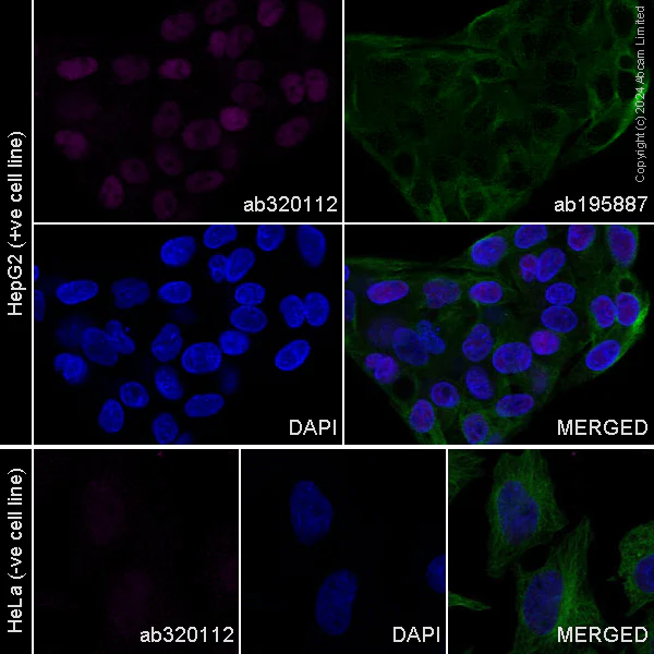 Immunocytochemistry/ Immunofluorescence - Alexa Fluor® 594 Anti-HNF-4-alpha antibody [EPR16885-99] (AB320112)