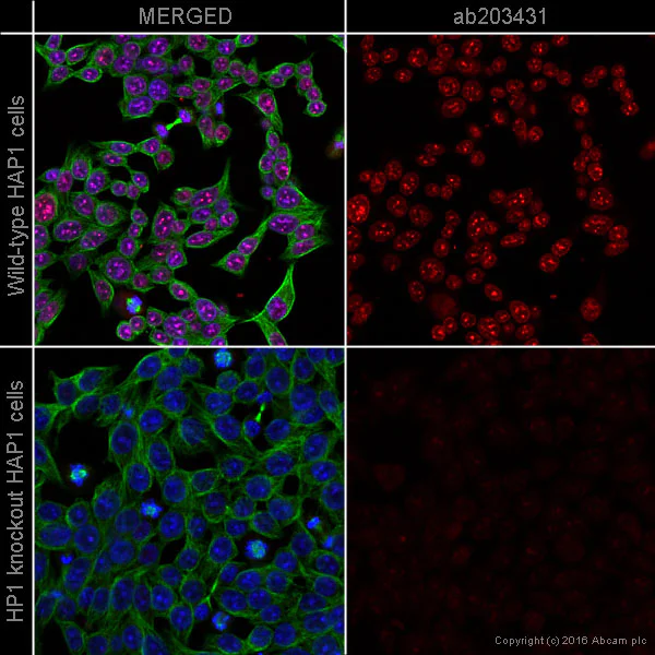 Immunocytochemistry/ Immunofluorescence - Alexa Fluor® 594 Anti-HP1 alpha antibody [EPR5777] - Heterochromatin marker (AB203431)
