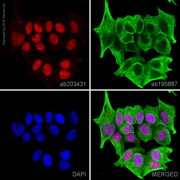 Immunocytochemistry/ Immunofluorescence - Alexa Fluor® 594 Anti-HP1 alpha antibody [EPR5777] - Heterochromatin marker (AB203431)