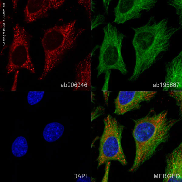 Immunocytochemistry/ Immunofluorescence - Alexa Fluor® 594 Anti-IKB alpha antibody [E130] (AB206346)