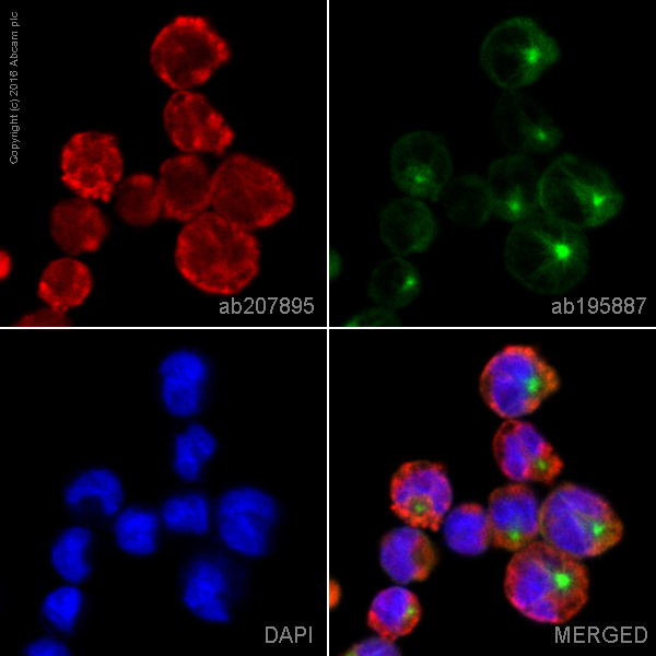 Immunocytochemistry/ Immunofluorescence - Alexa Fluor® 594 Anti-IL-2 Receptor alpha antibody [EPR6452] (AB207895), expandable thumbnail