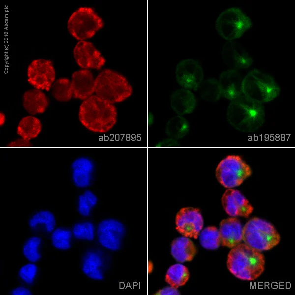 Immunocytochemistry/ Immunofluorescence - Alexa Fluor® 594 Anti-IL-2 Receptor alpha antibody [EPR6452] (AB207895)
